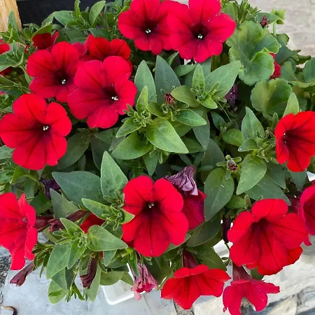 Appartement Sonnwies